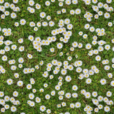 Crafty By Chatham Glyn Daisy Chain Floral 100% Cotton Fabric